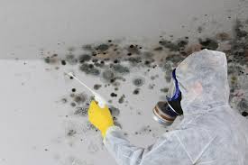 Best Attic Mold Removal in USA